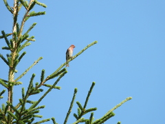 Carpodacus erythrinus