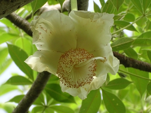 African baobab
