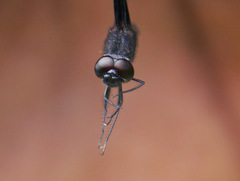 Rhyothemis splendens
