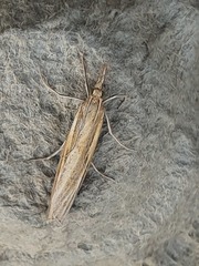 Agriphila tristella