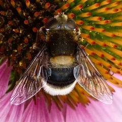 Eristalis intricaria