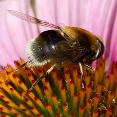 Eristalis intricaria