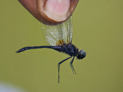 Trithetrum congoense
