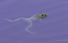 Pelophylax lessonae