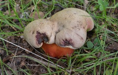 Rubroboletus legaliae