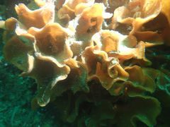 Pentapora foliacea
