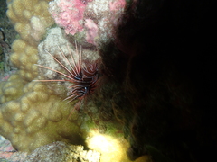Pterois radiata