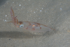 Alloteuthis
