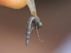 Trithetrum congoense