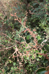 Pomaderris paniculosa paralia