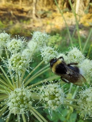 Bombus cryptarum