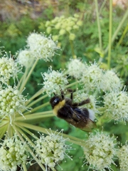 Bombus cryptarum
