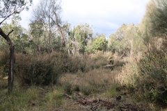 Pomaderris paniculosa paralia