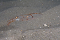Alloteuthis