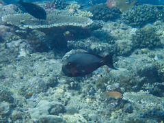 Acanthurus leucocheilus