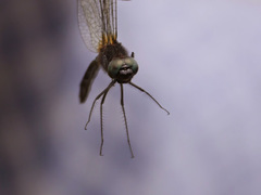 Trithetrum congoense
