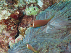 Amphiprion nigripes