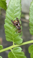 Polistes stigma