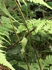 Trioceros deremensis