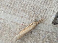 Agriphila tristella