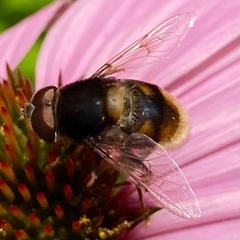Eristalis intricaria