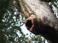 Eucalyptus marginata marginata