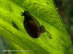 Ariophantidae