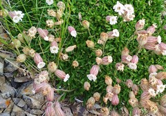 Silene turgida