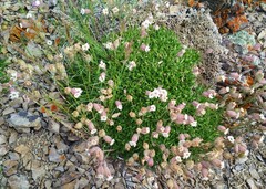 Silene turgida