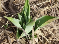 Aloe buettneri image