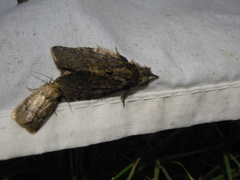 Peridea angulosa