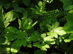 Actaea spicata