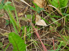 Scotopteryx chenopodiata