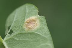 Puccinia convolvuli