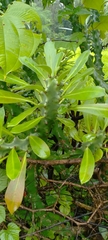 Euphorbia neriifolia