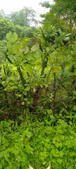 Euphorbia neriifolia