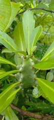 Euphorbia neriifolia
