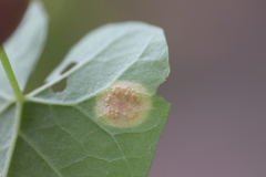 Puccinia convolvuli