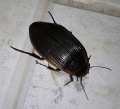 Dytiscus marginalis