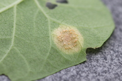 Puccinia convolvuli