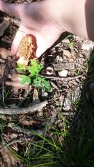 Morchella americana