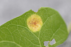 Puccinia convolvuli