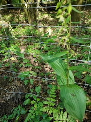 Epipactis helleborine