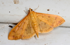 Patania balteata