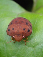 Hyperoncus lateritius