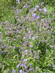 Nepeta parviflora