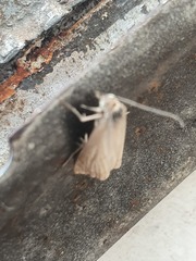 Chrysoteuchia culmella