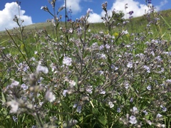 Nepeta parviflora