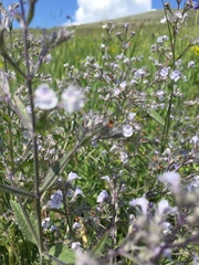 Nepeta parviflora