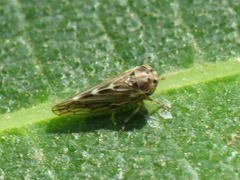 Agallia consobrina